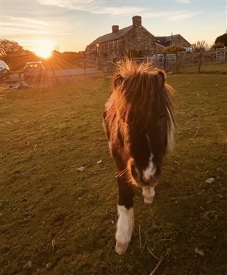 Titw our miniature Shetland Pony outside the farmhouse sunset time at Snowdonia Holidays Tyddyn du Farm Eryri dog friendly cottages luxury accommodation in North Wales